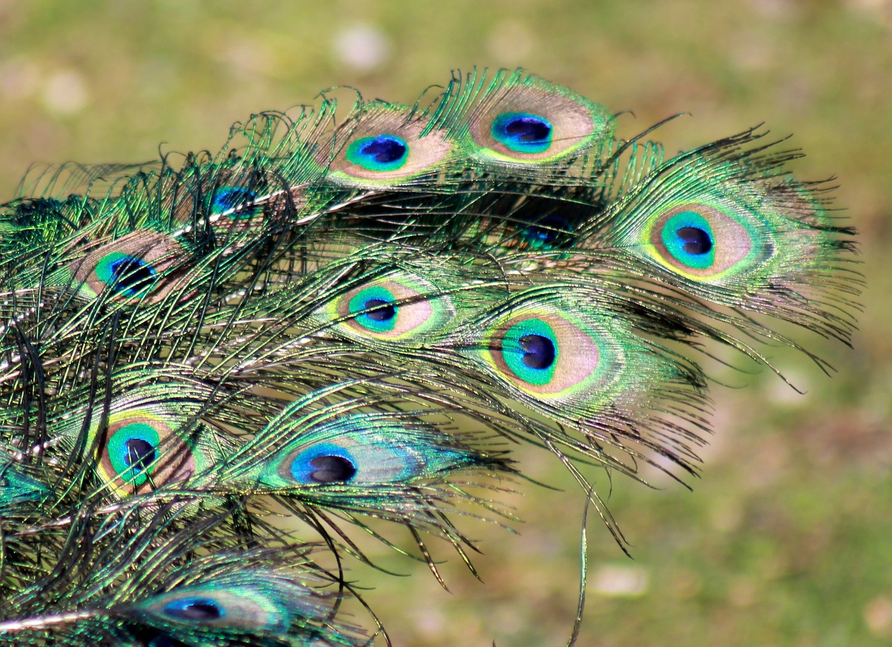 peacock feather bird free photo