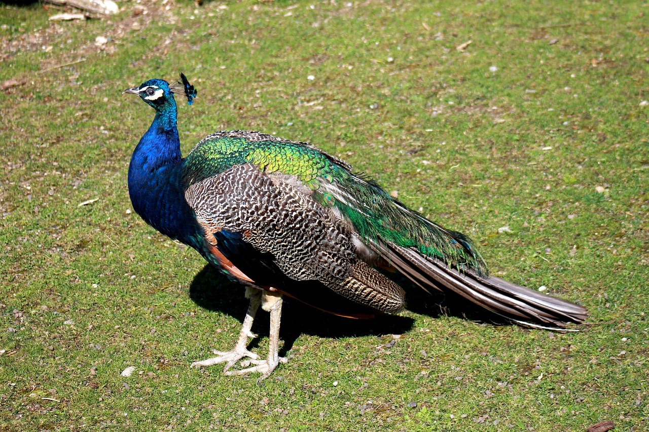 peacock bird animal free photo