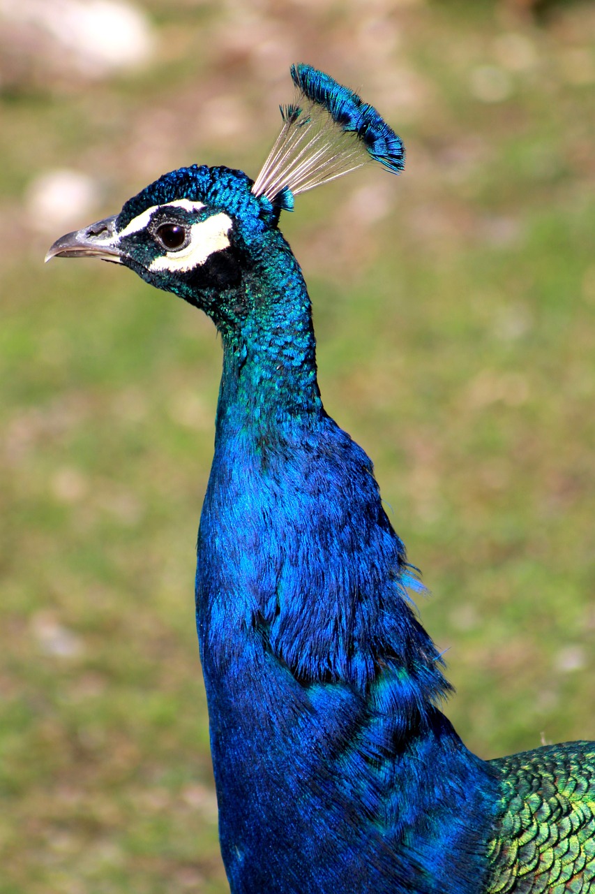 peacock bird animal free photo