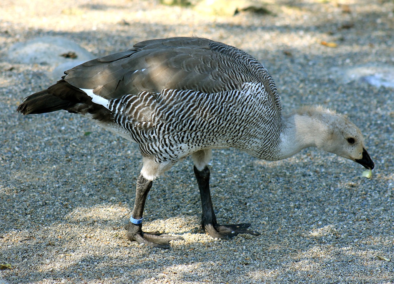 peacock bird young bird free photo