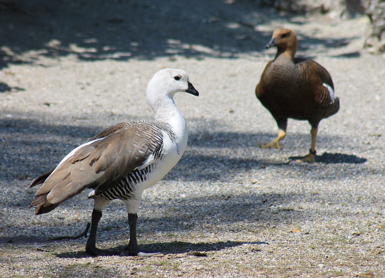 peacock bird young bird free photo