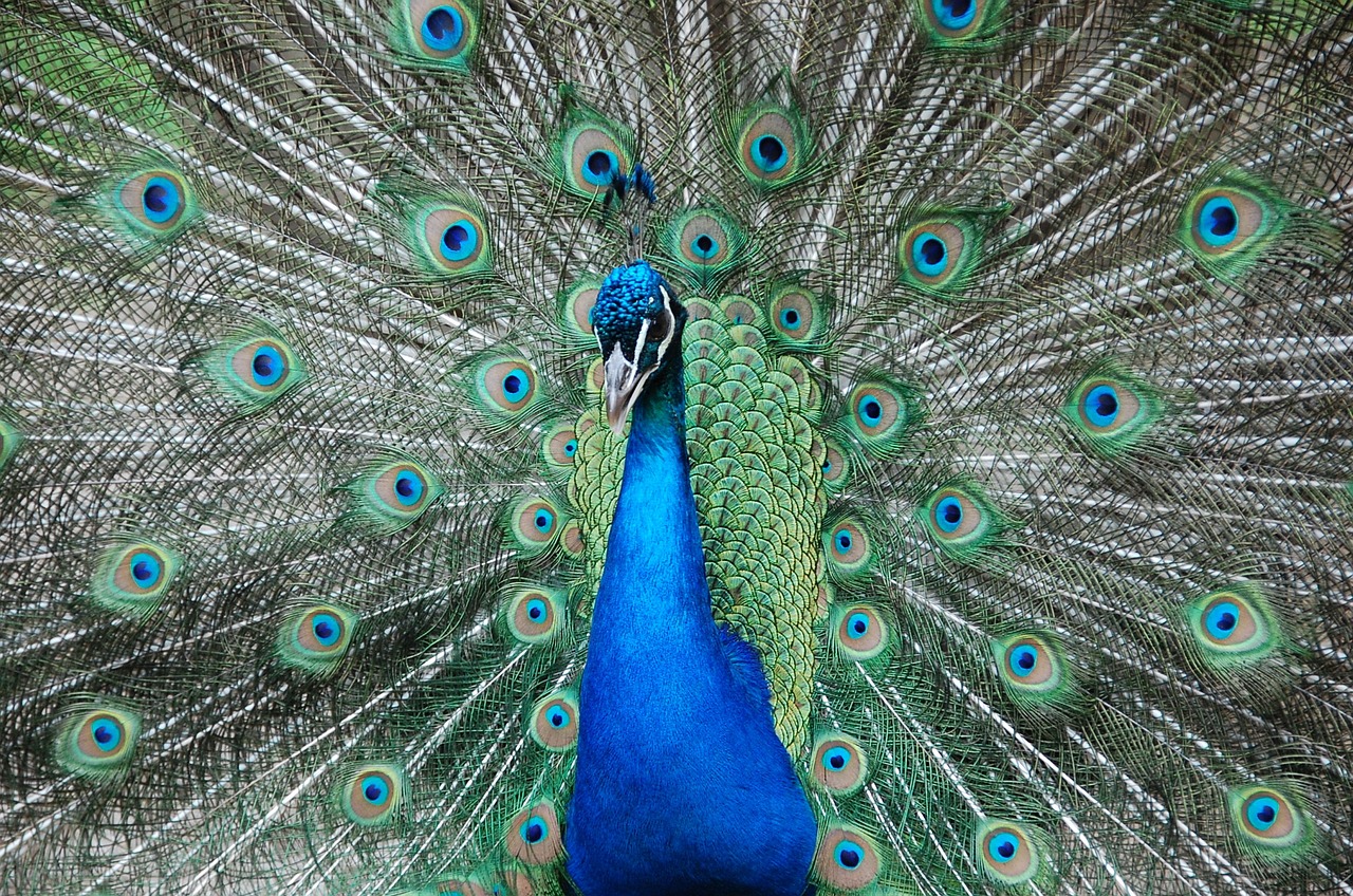 peacock zoo petting free photo