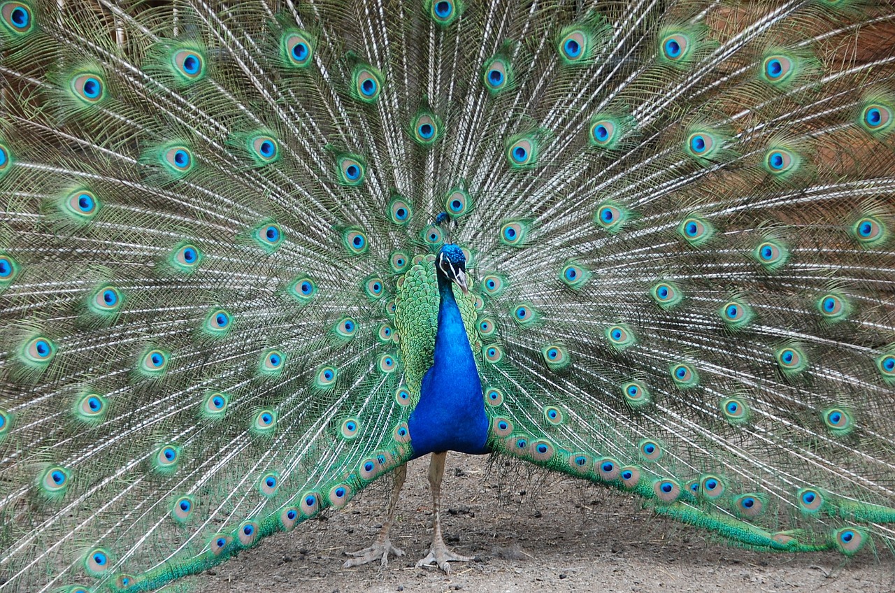 peacock zoo petting free photo