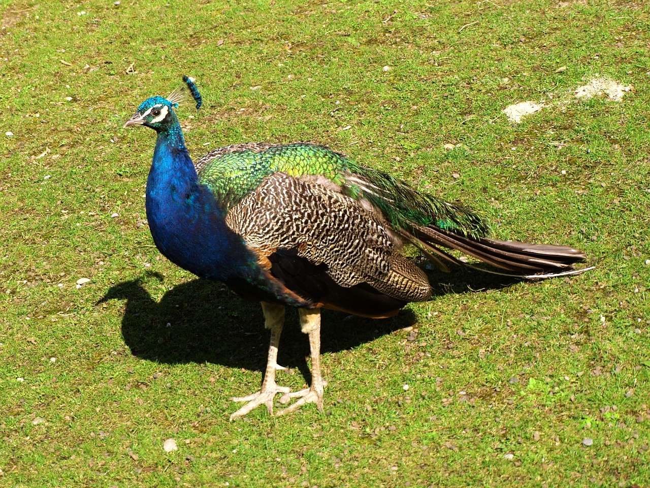 peacock bird animal free photo