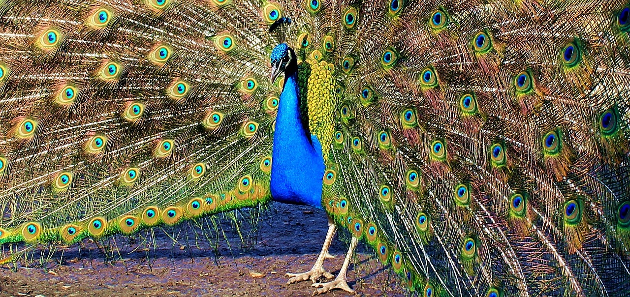 peacock peacock wheel bird free photo