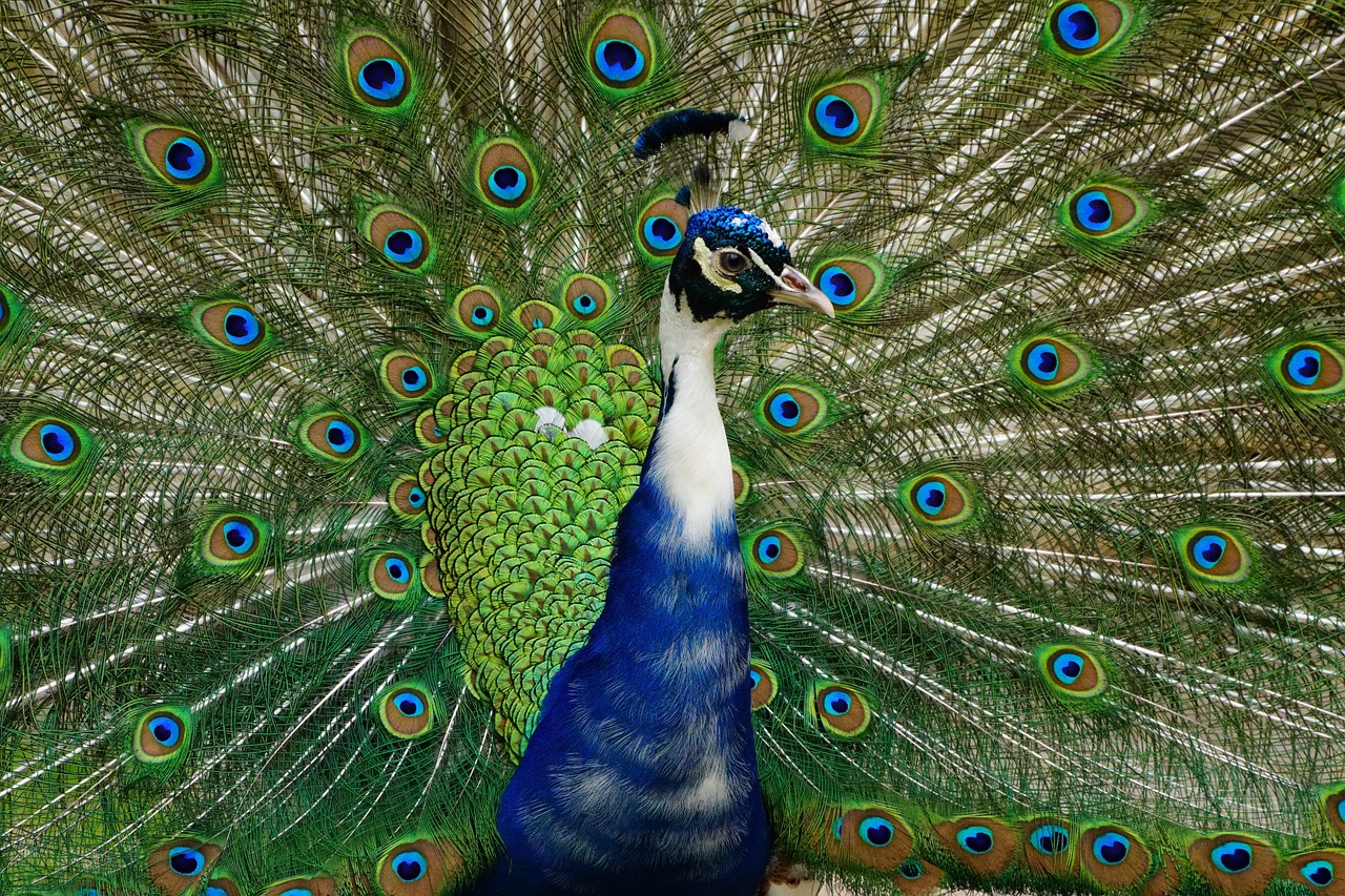 peacock wheel bird free photo
