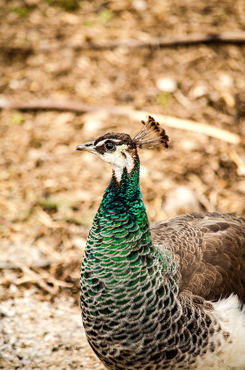 peacock hen chicken free photo