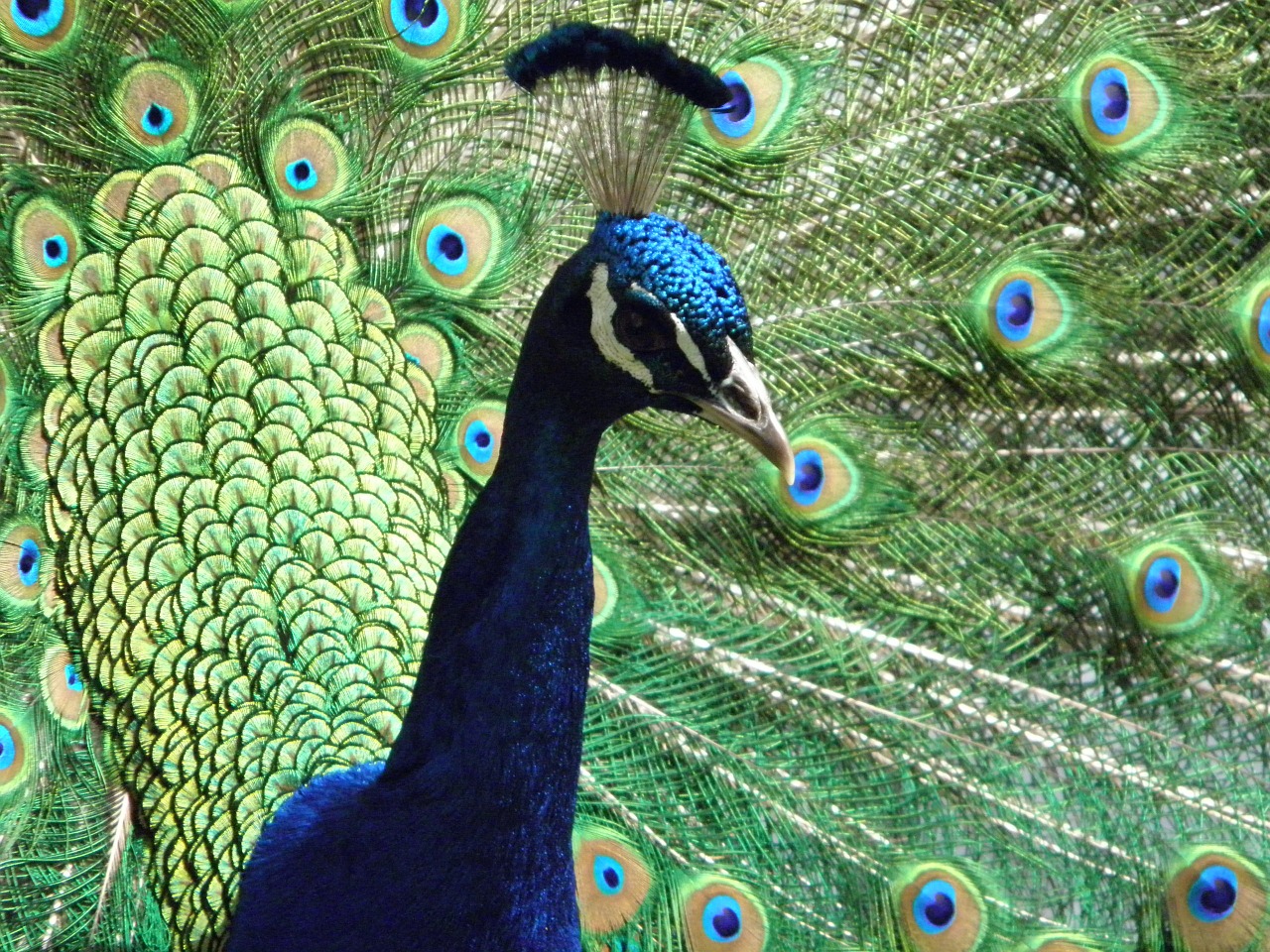 peacock bird bright free photo