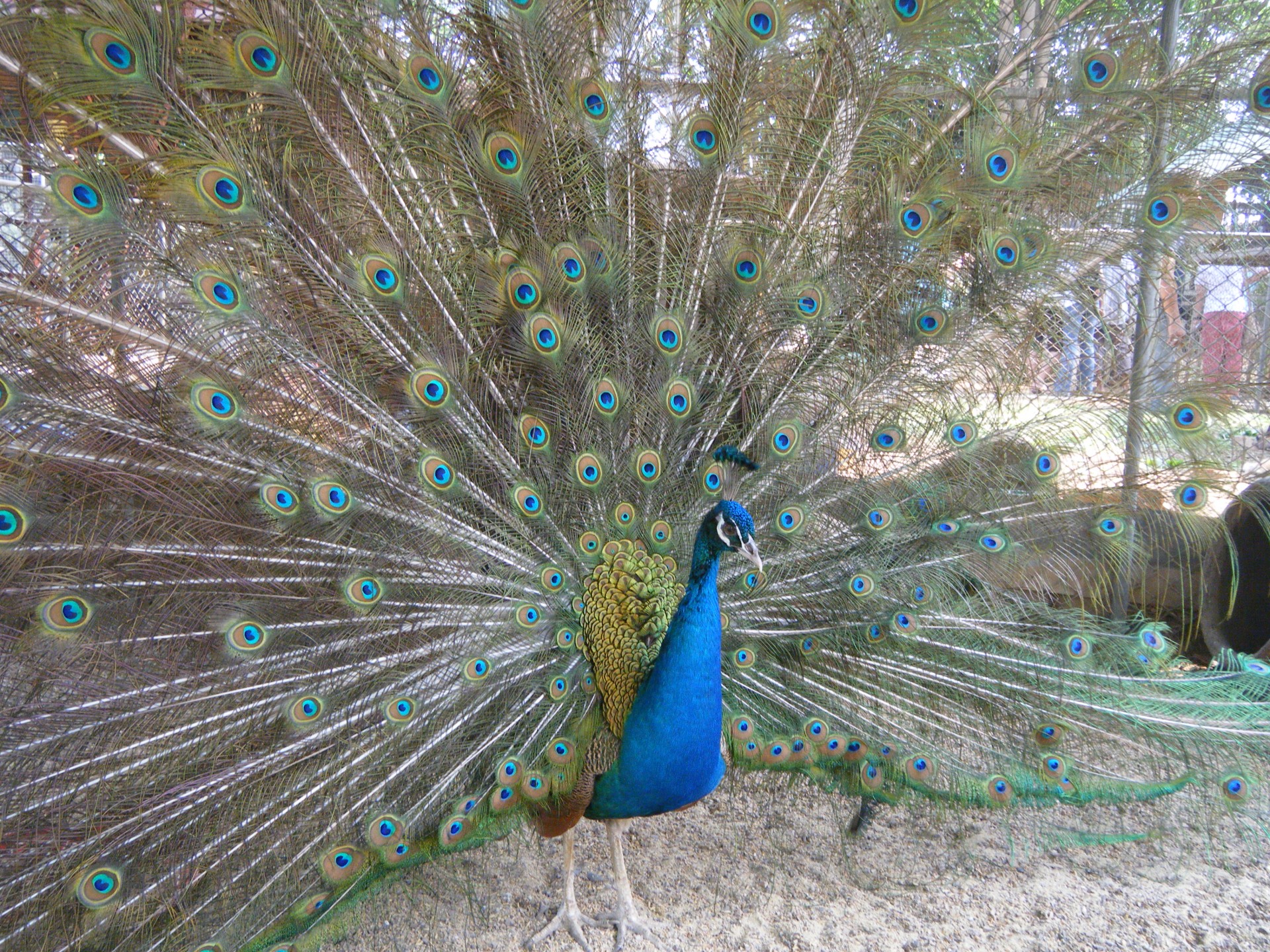peacock feathers beautiful free photo
