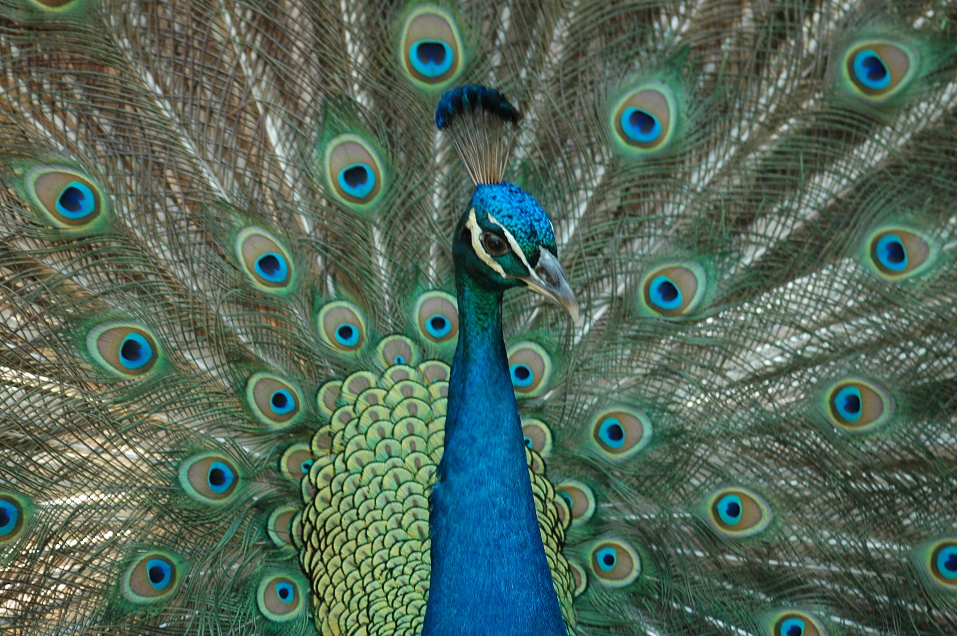 proud majestic peacock free photo