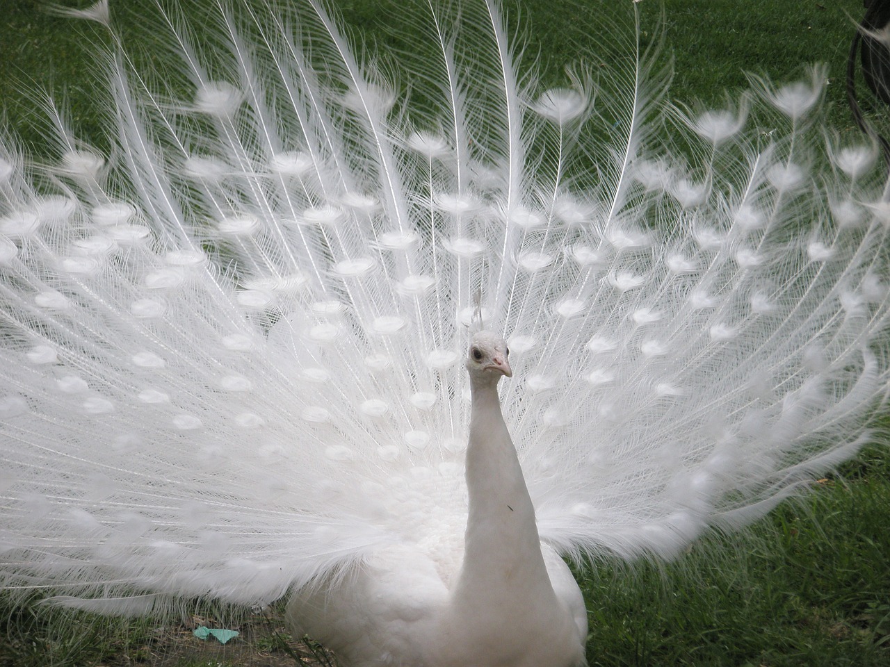 peacock white birds free photo