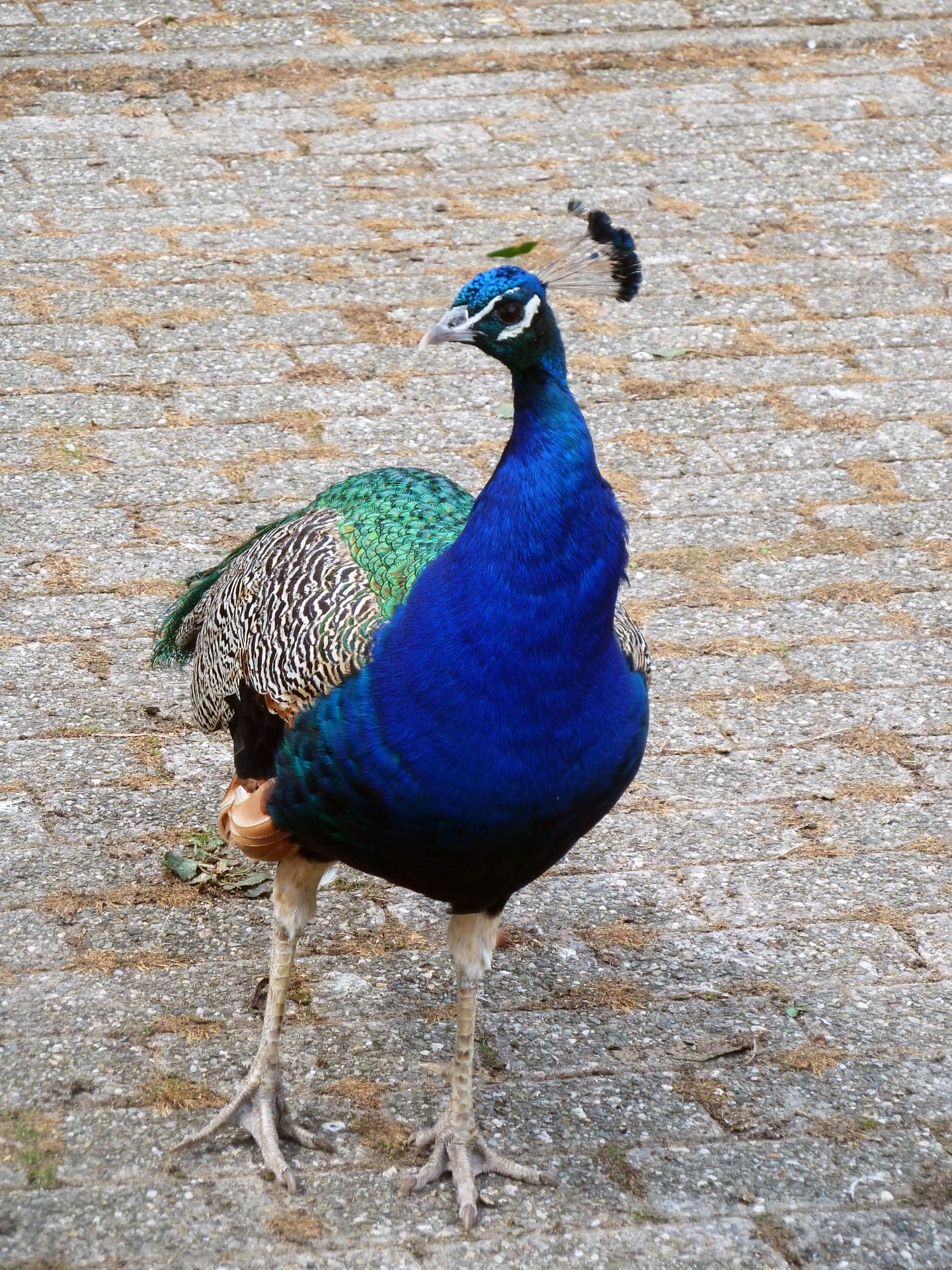 peacock peafowl farm free photo