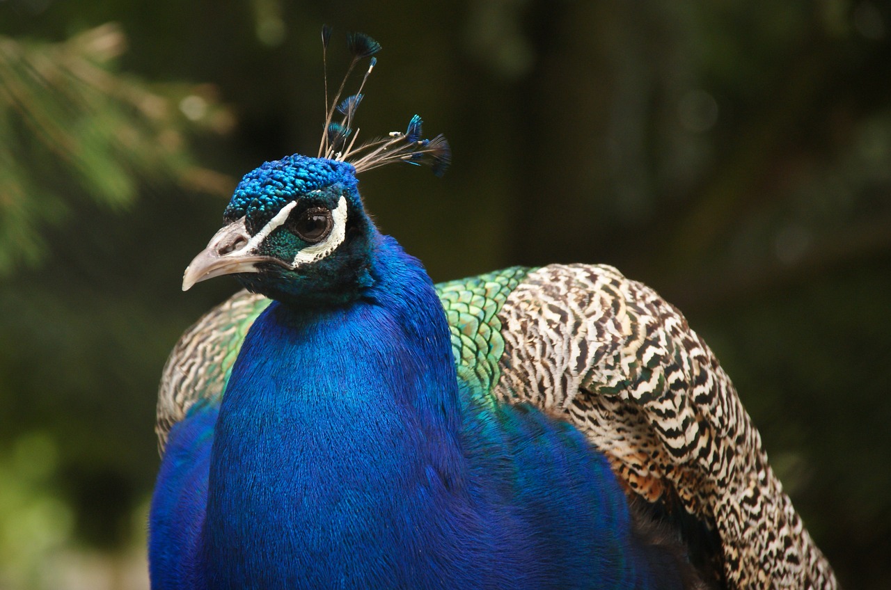 peacock feather bird free photo