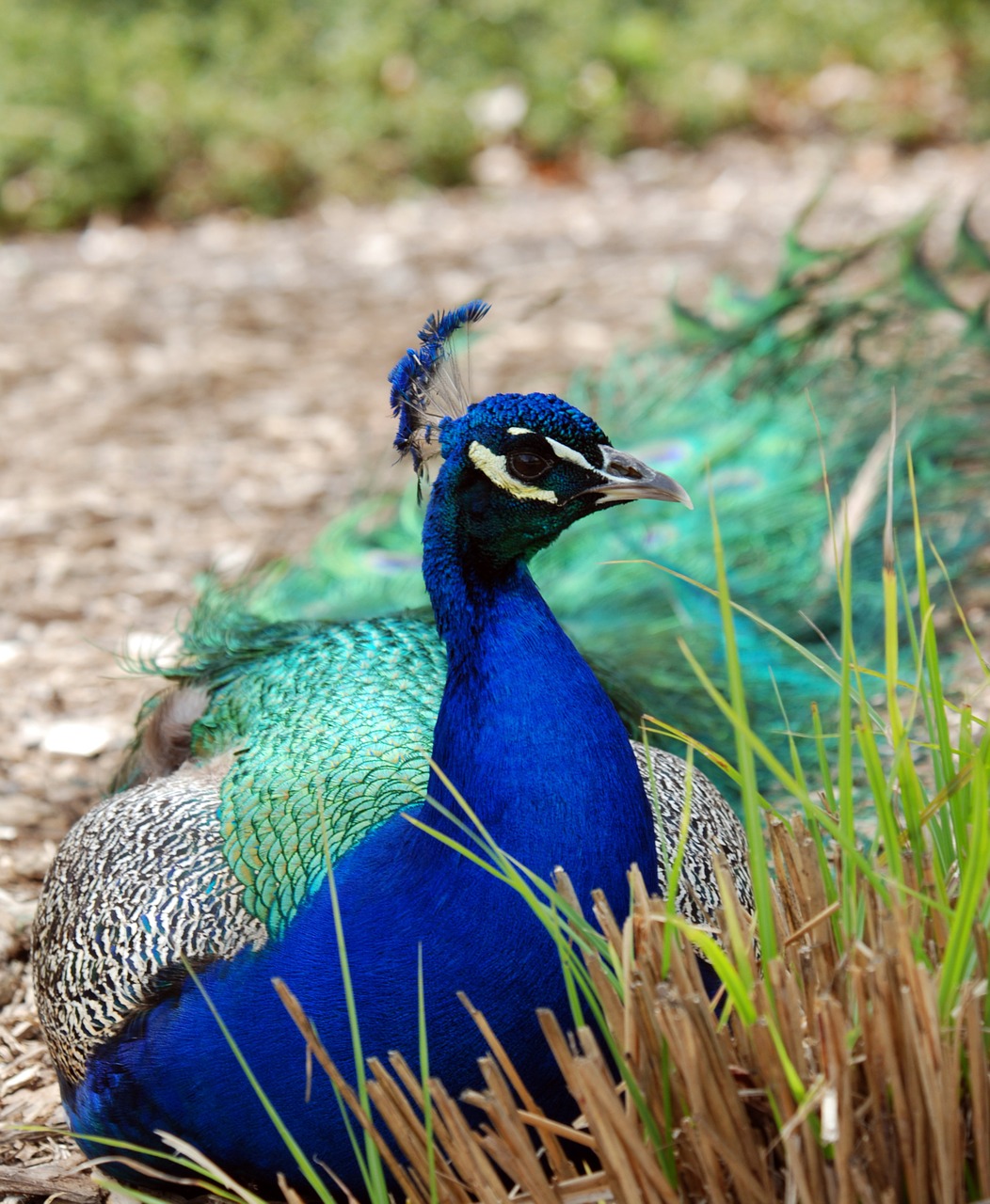 peacock male bird free photo