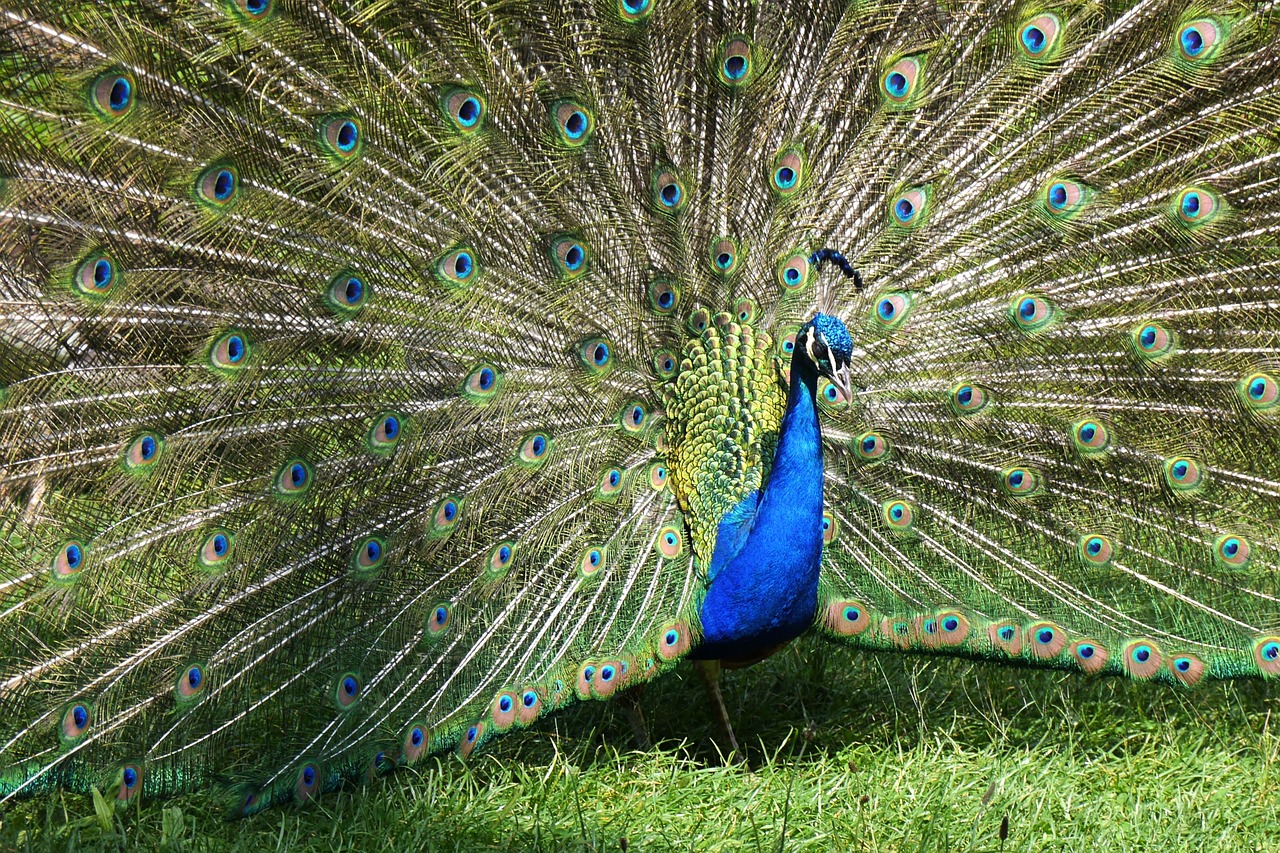 peacock balz beat rad free photo