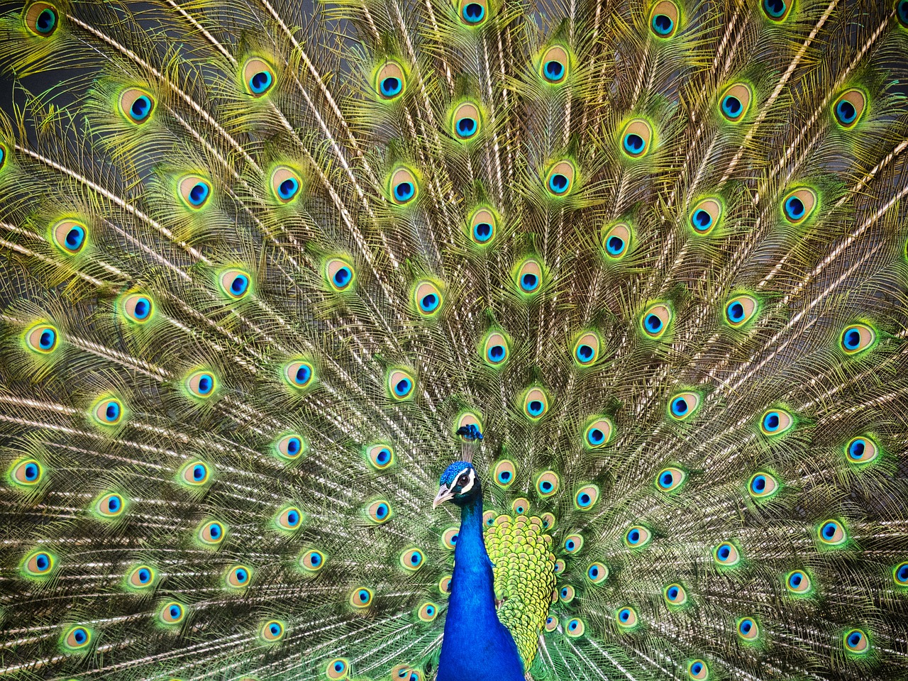 peacock turkey royal free photo
