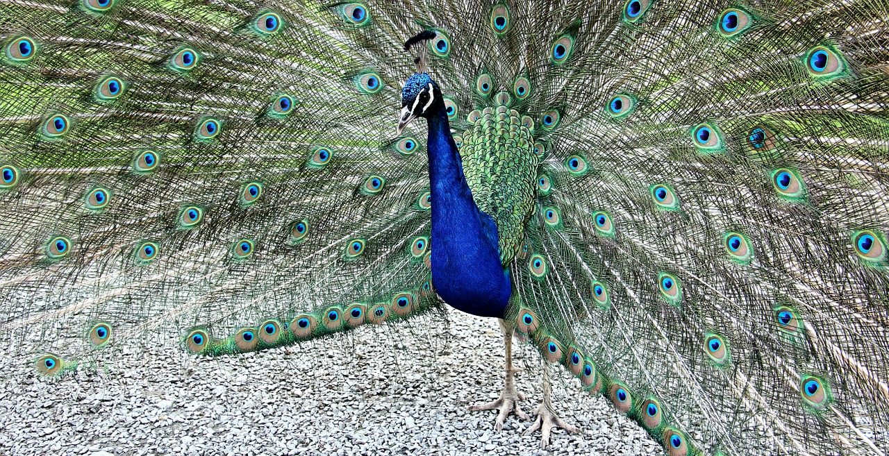 peacock animal bird free photo