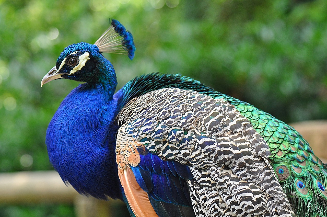 peacock profile peafowl free photo