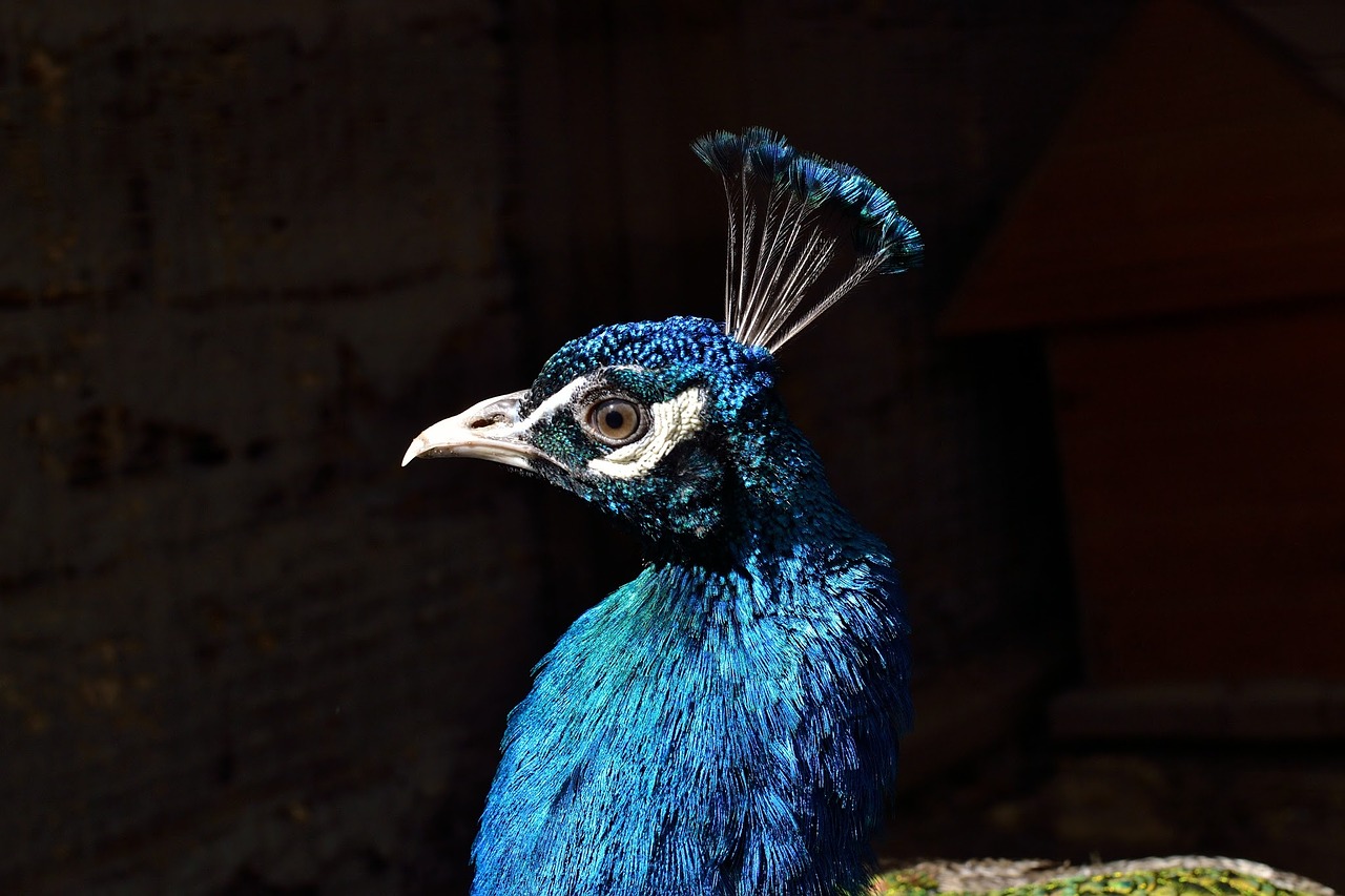 peacock head peafowl free photo