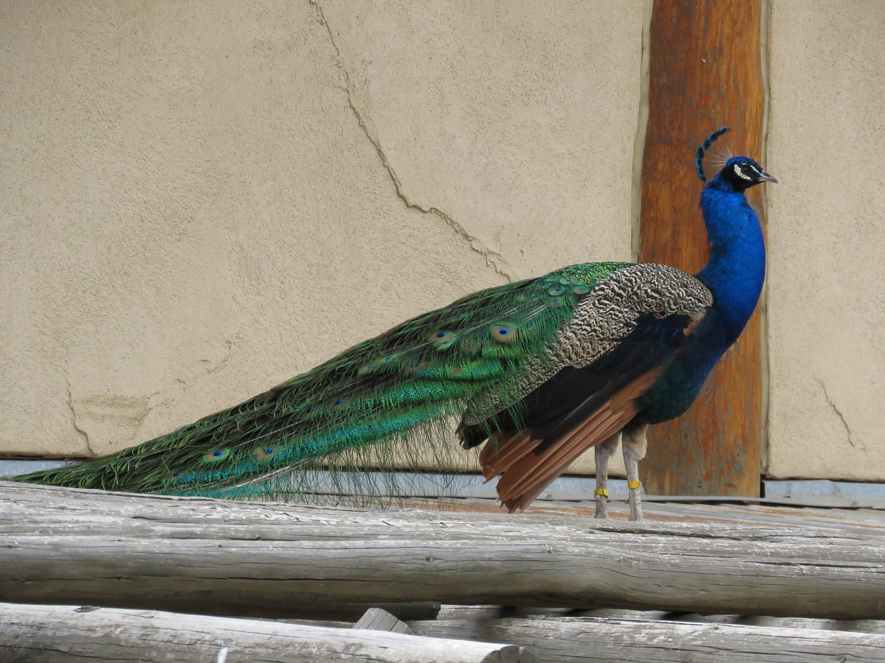 peacock bird beautiful free photo