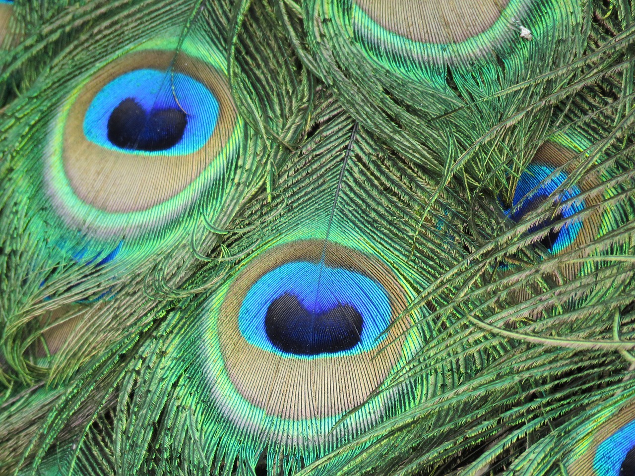 peacock feather colorful free photo