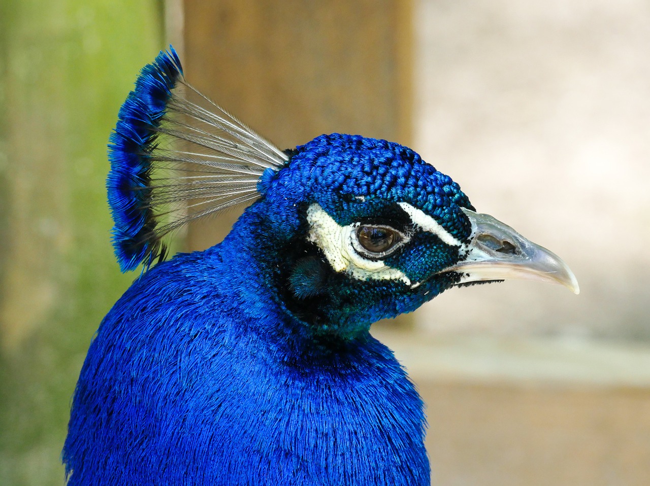 peacock bird blue free photo