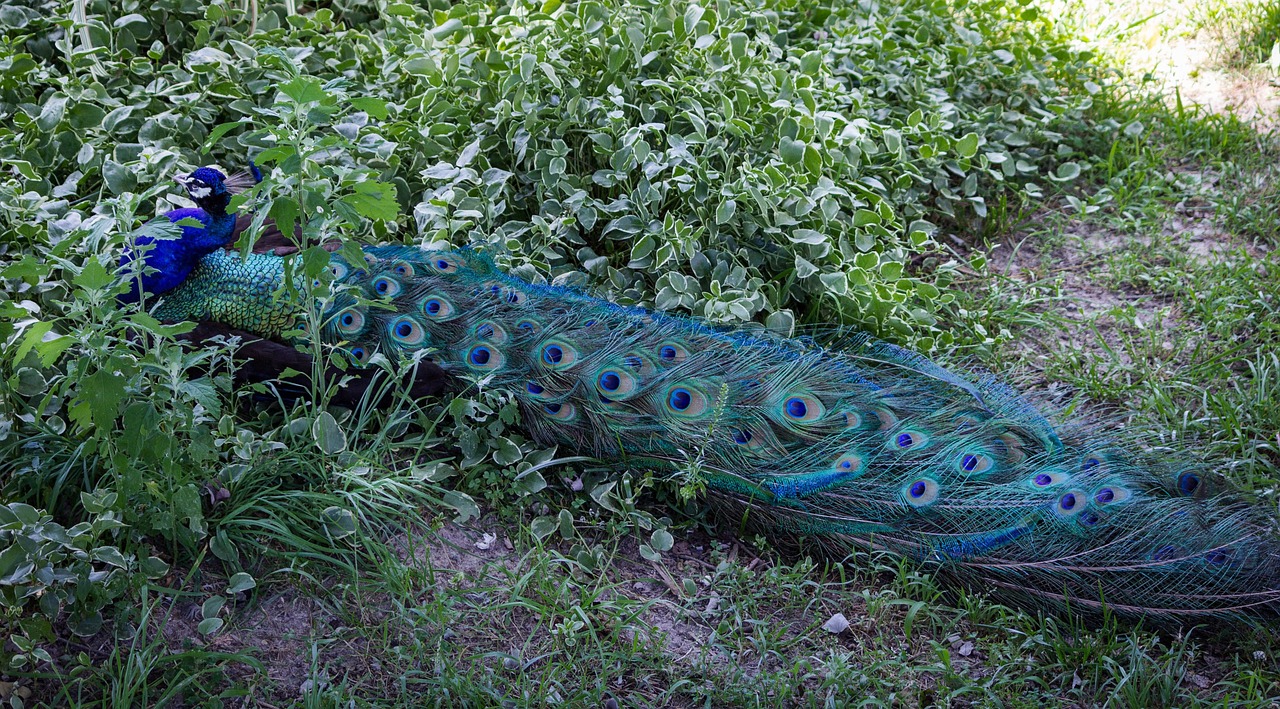 peacock peafowl peacock tail free photo