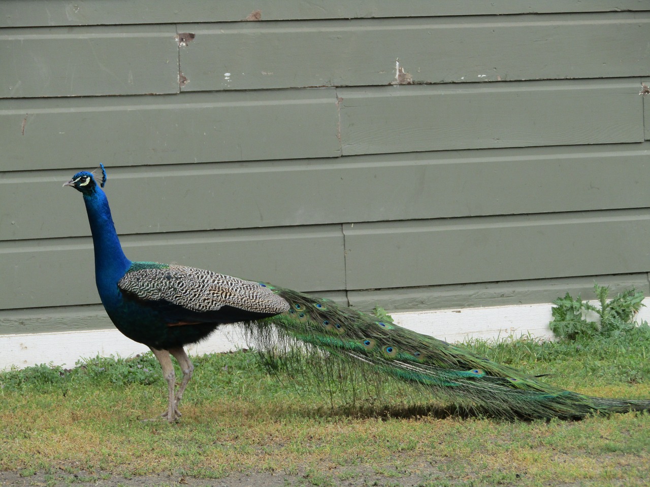 peacock bird wildlife free photo