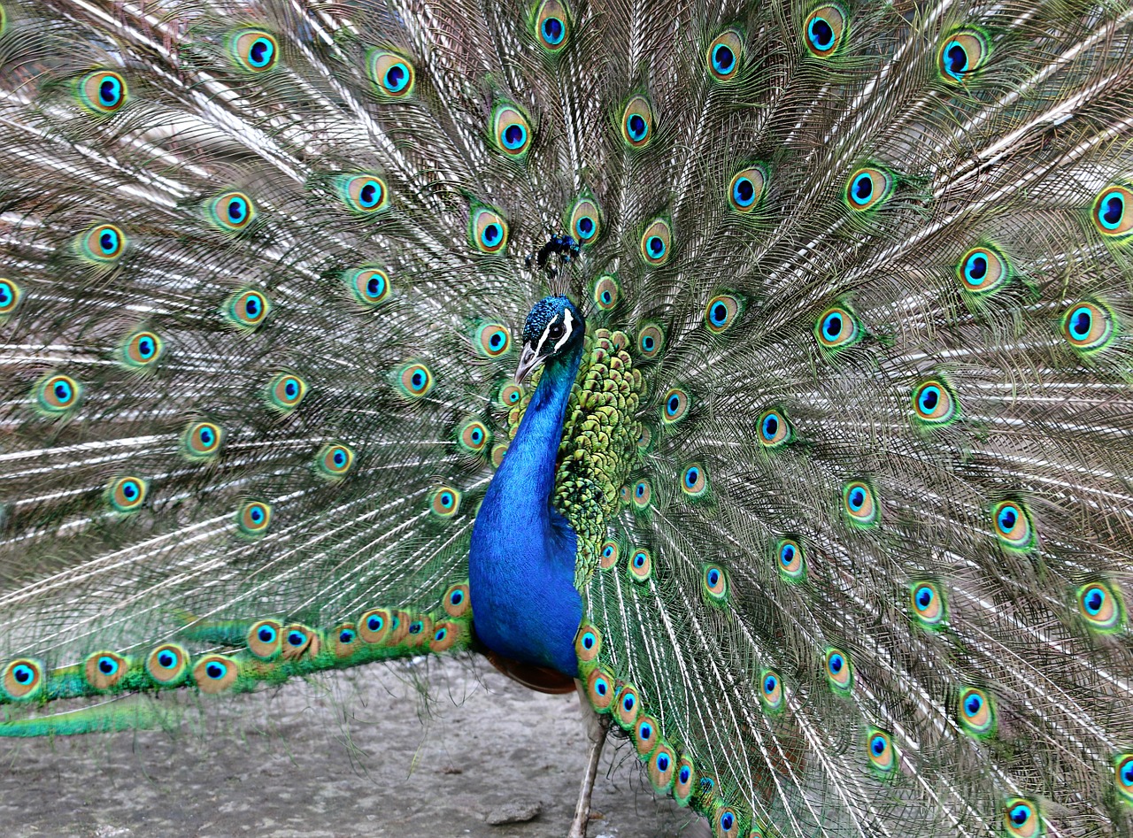 peacock tail male free photo