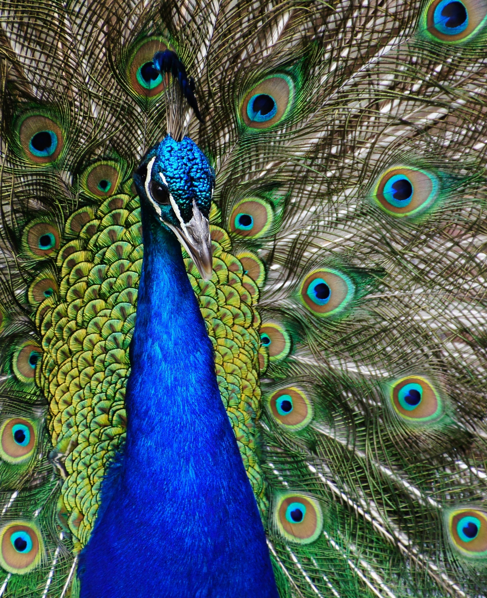 peacock peafowl plumage free photo