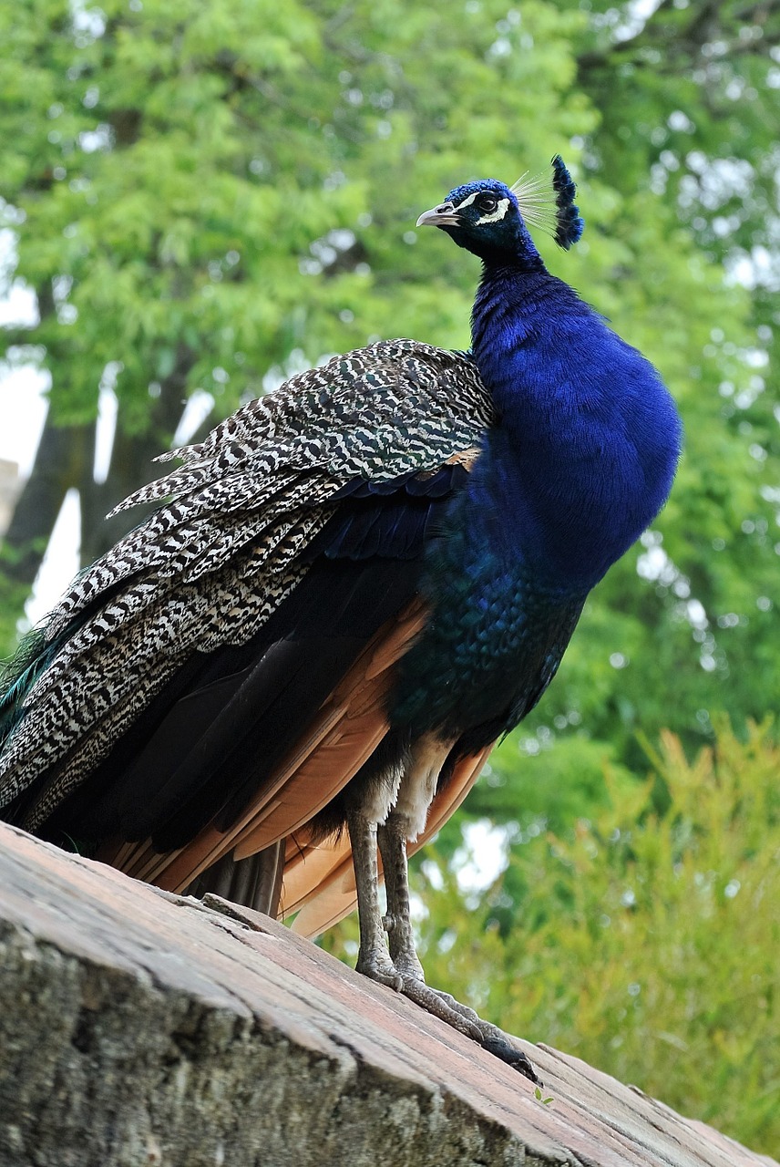 peacock lisbon castle free photo