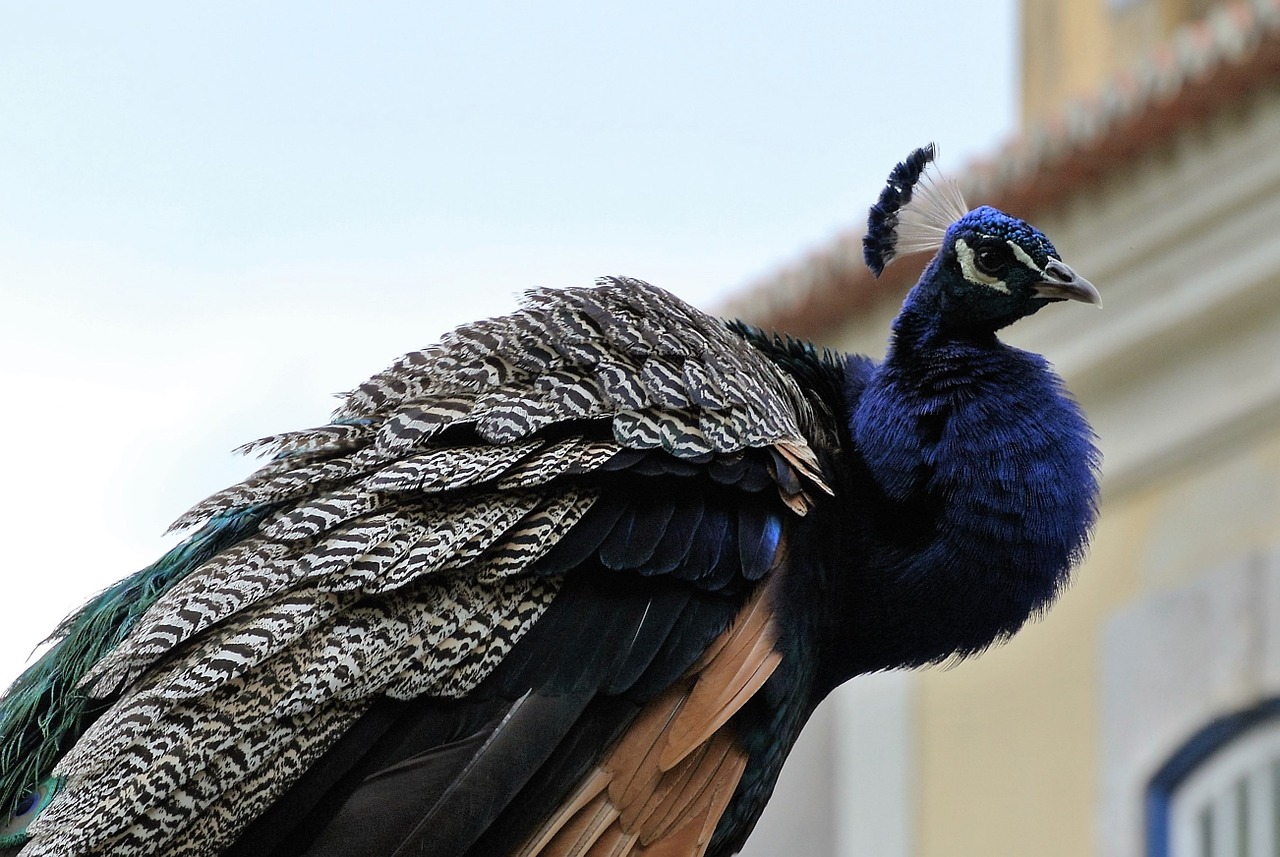 peacock lisbon castle free photo