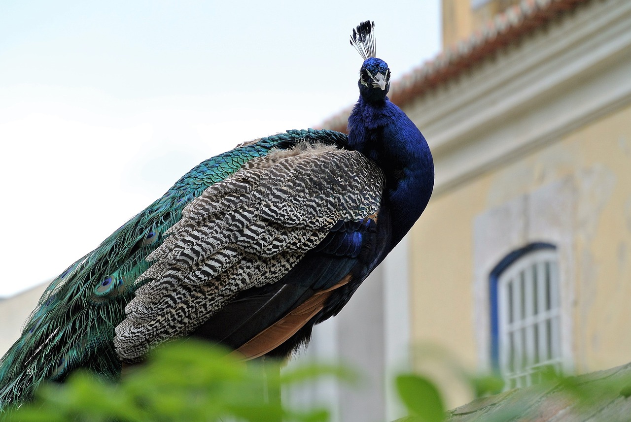 peacock lisbon castle free photo