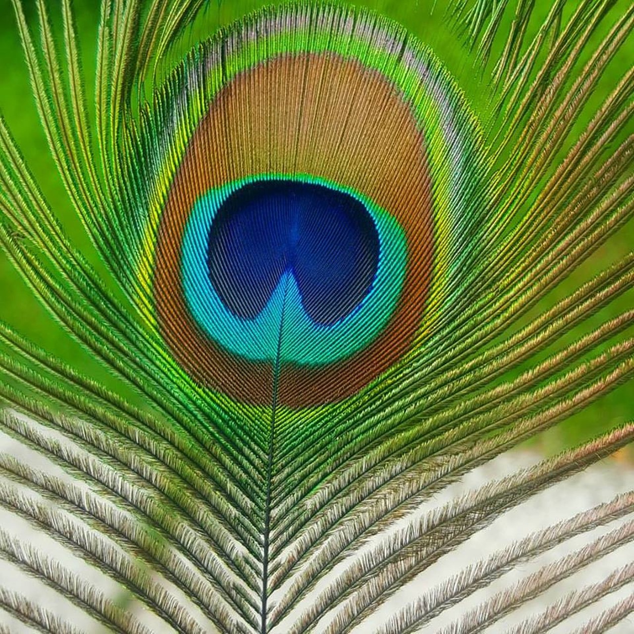 peacock the motif of a animal free photo