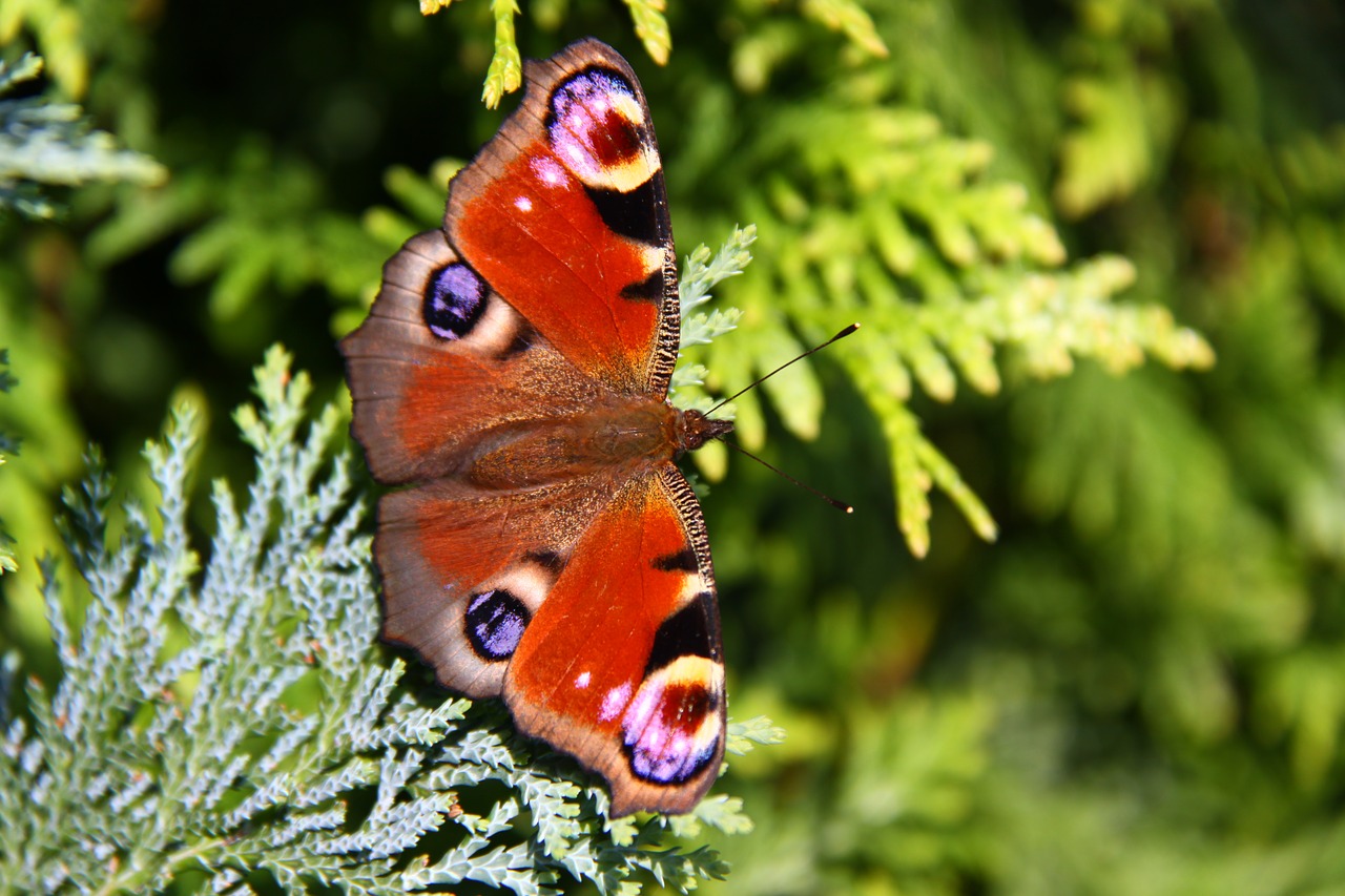 peacock butterfly peacock butterfly free photo