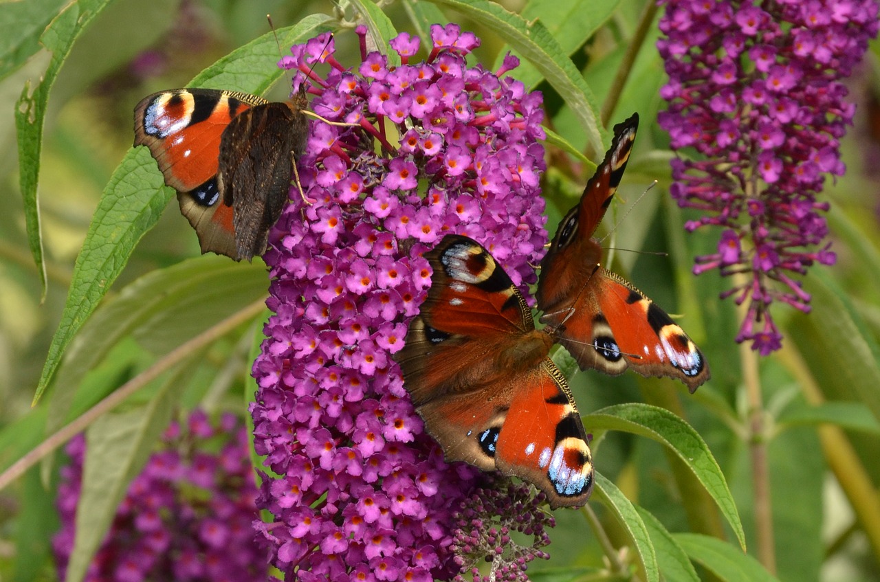 peacock aglais io butterfly free photo