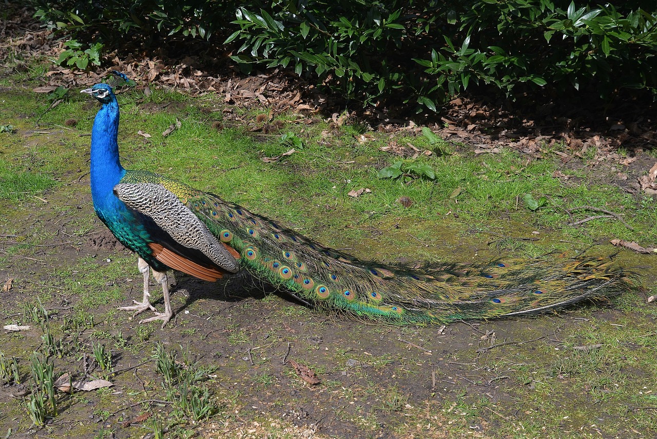 peacock plumage bird free photo