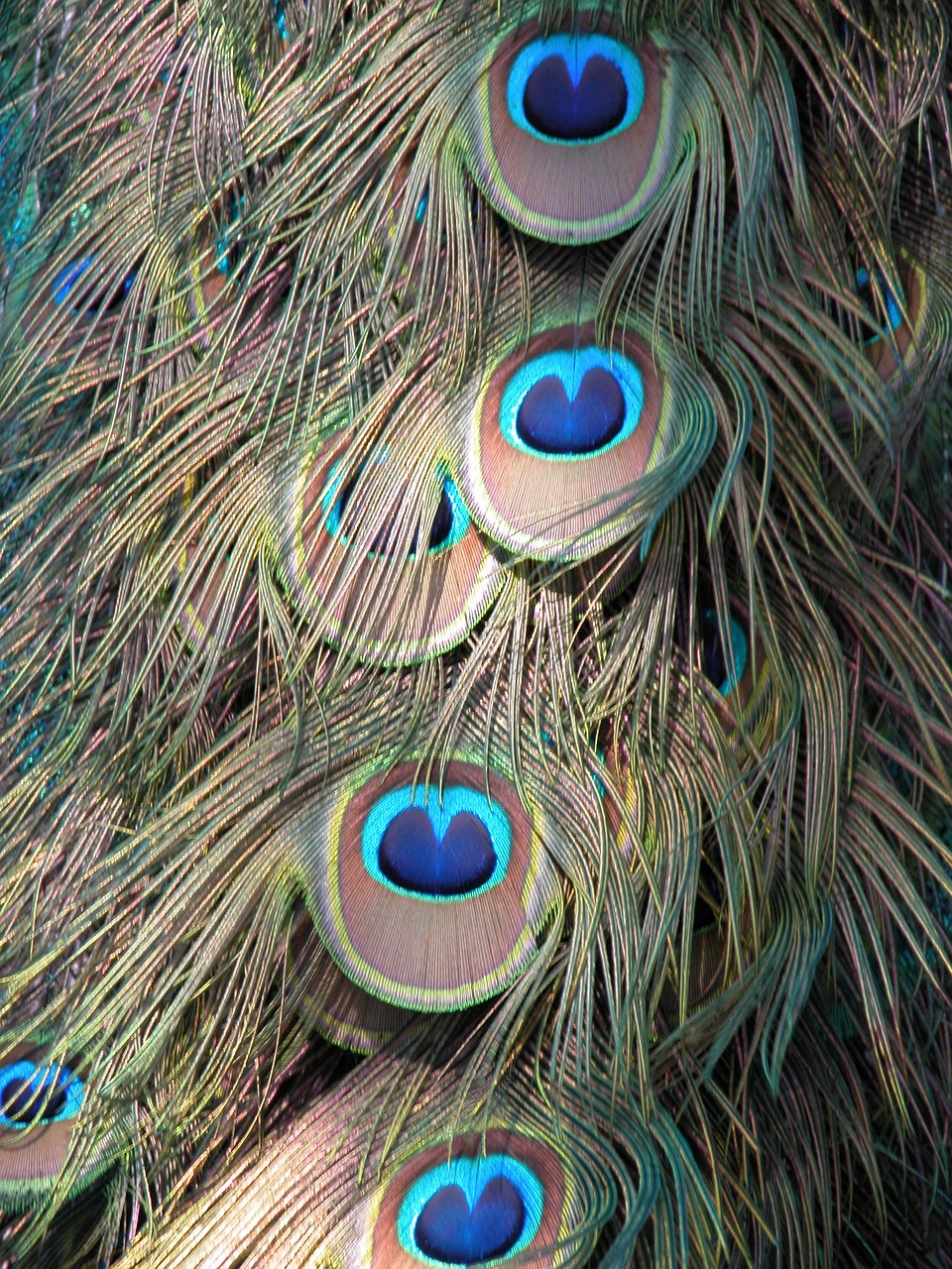 peacock feathers background free photo