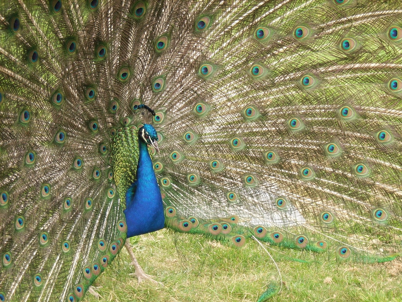 peacock eyes feathers free photo