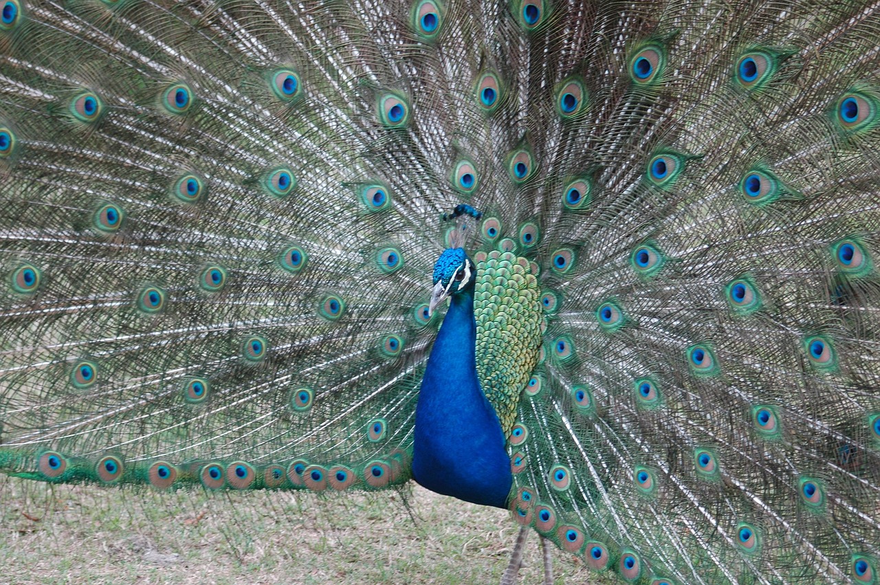 peacock peafowl bird free photo