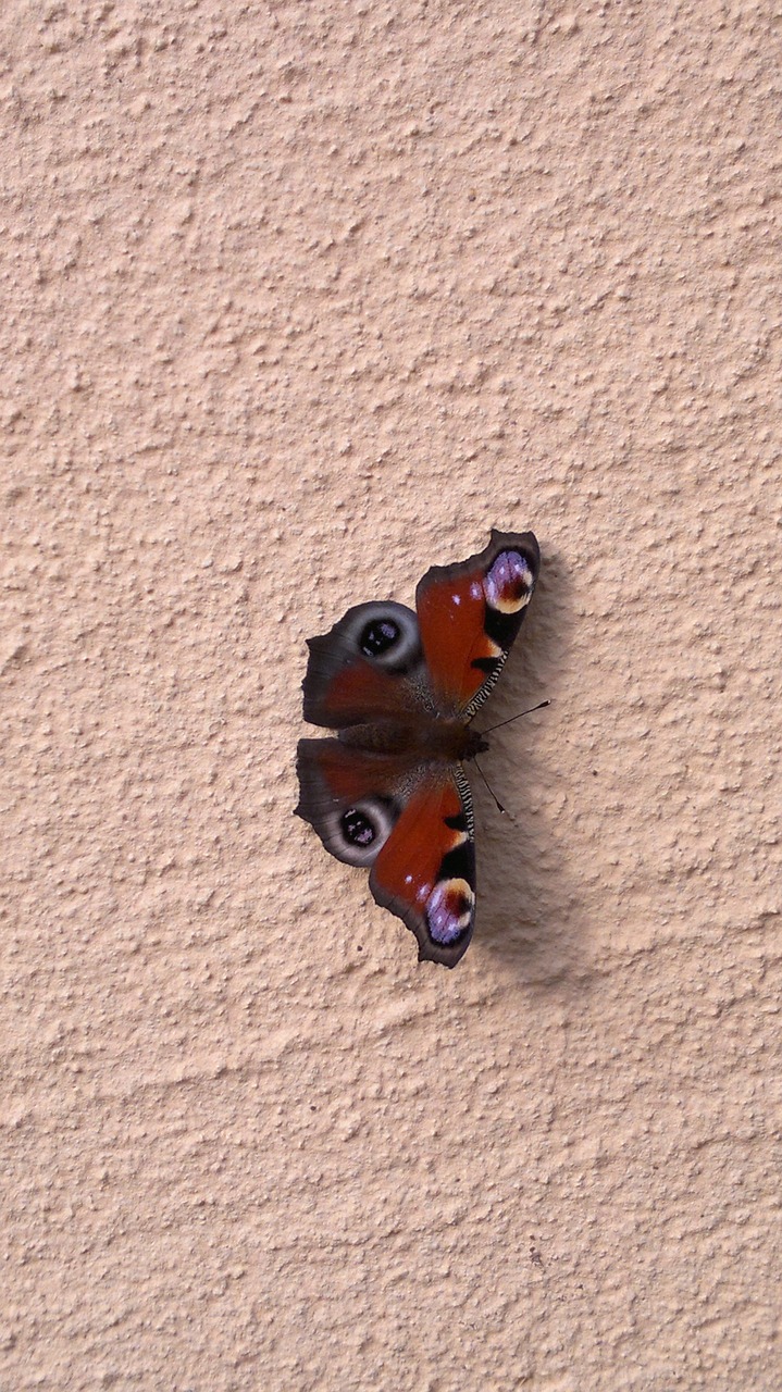 peacock butterfly insect free photo