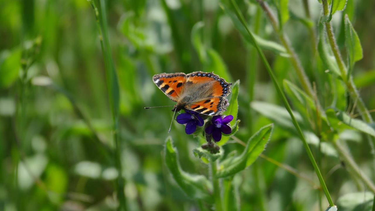 peacock butterfly close free photo