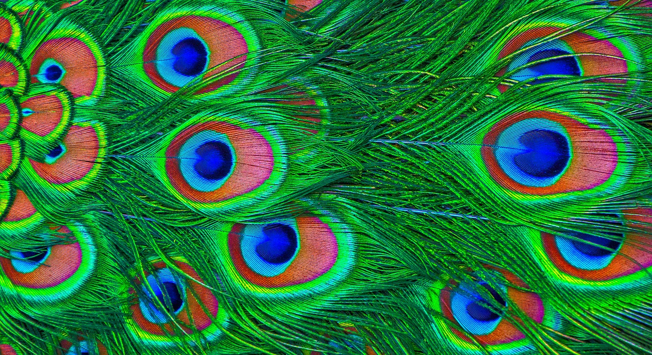 peacock feather peacock feathers free photo