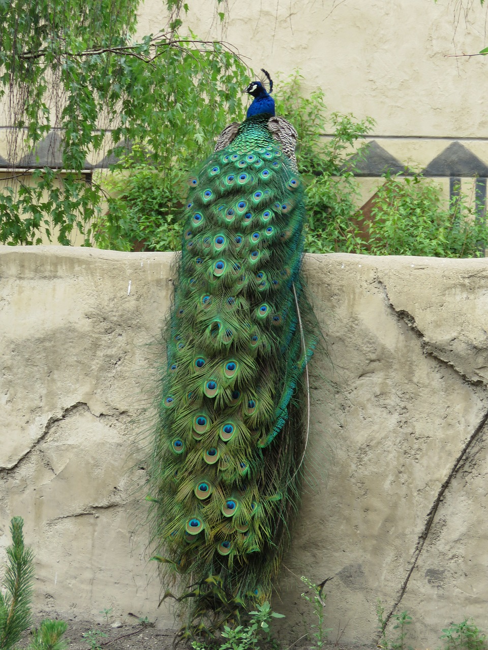 peacock peafowl plumage free photo