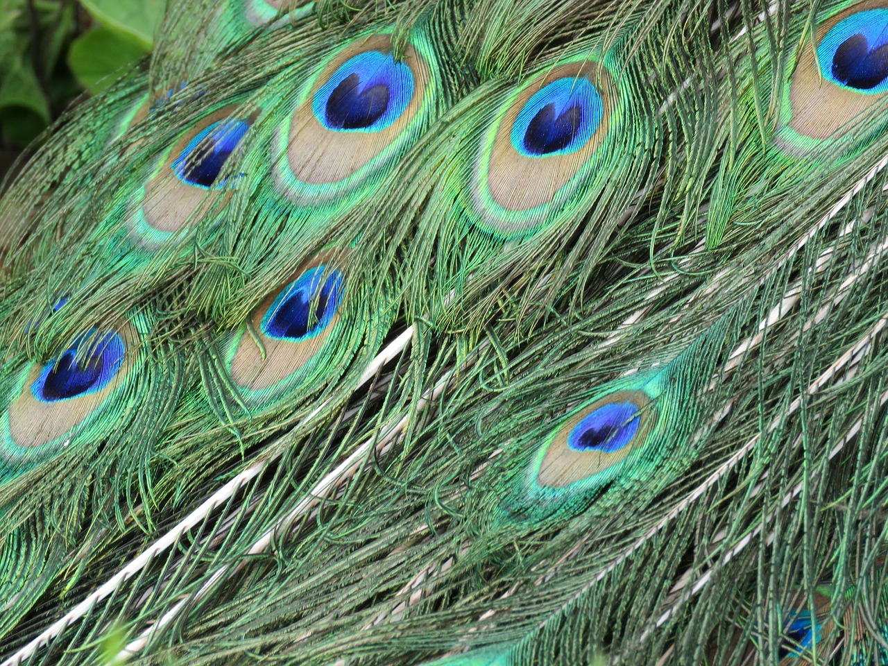 peacock peafowl feathers free photo