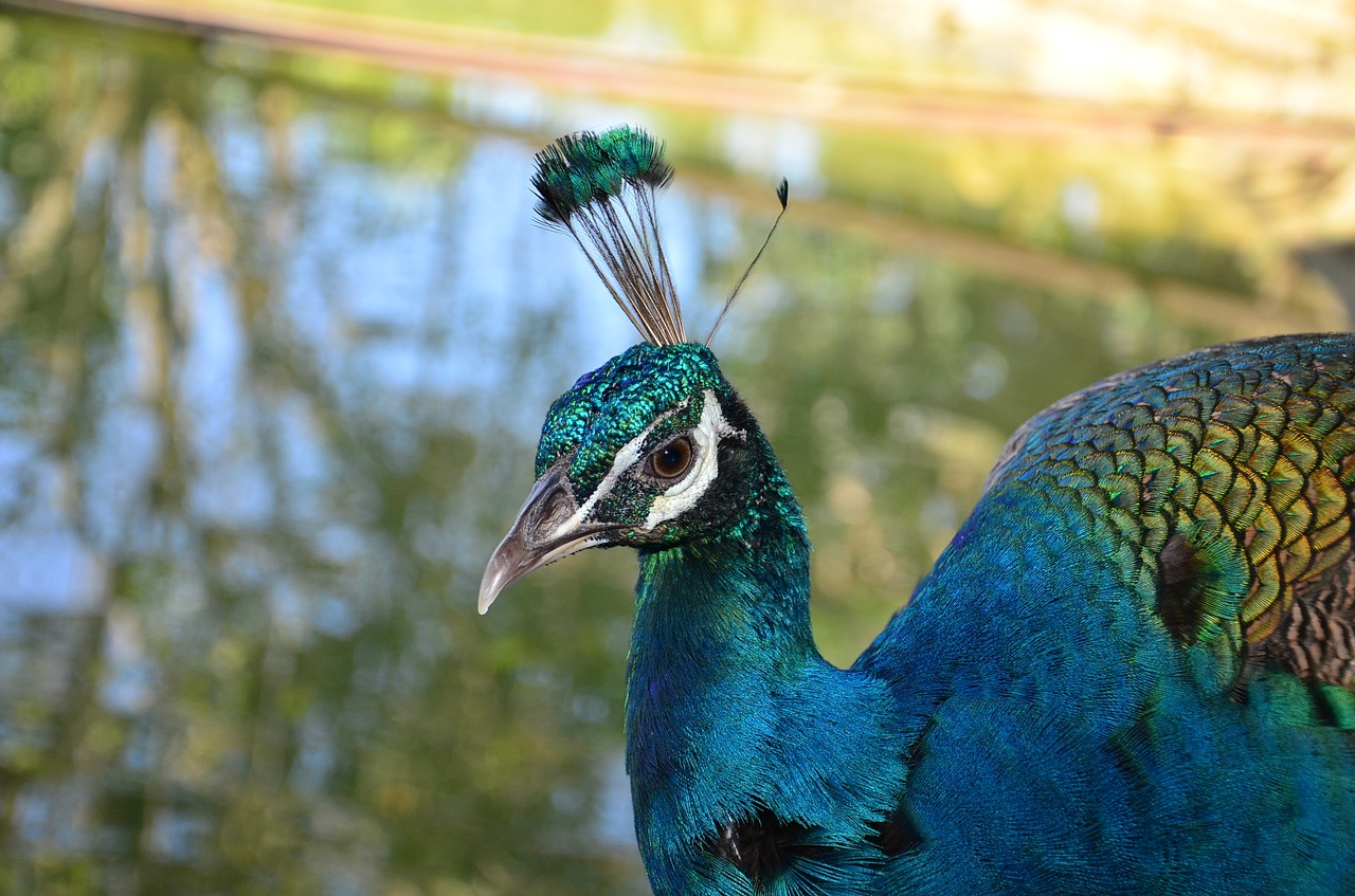 peacock bird farm free photo