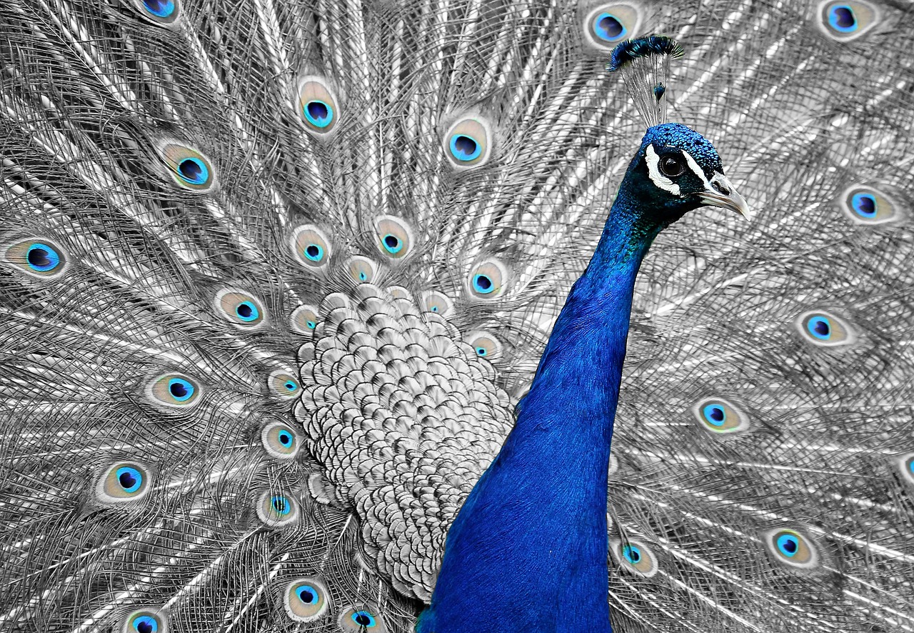 peacock animal bird free photo