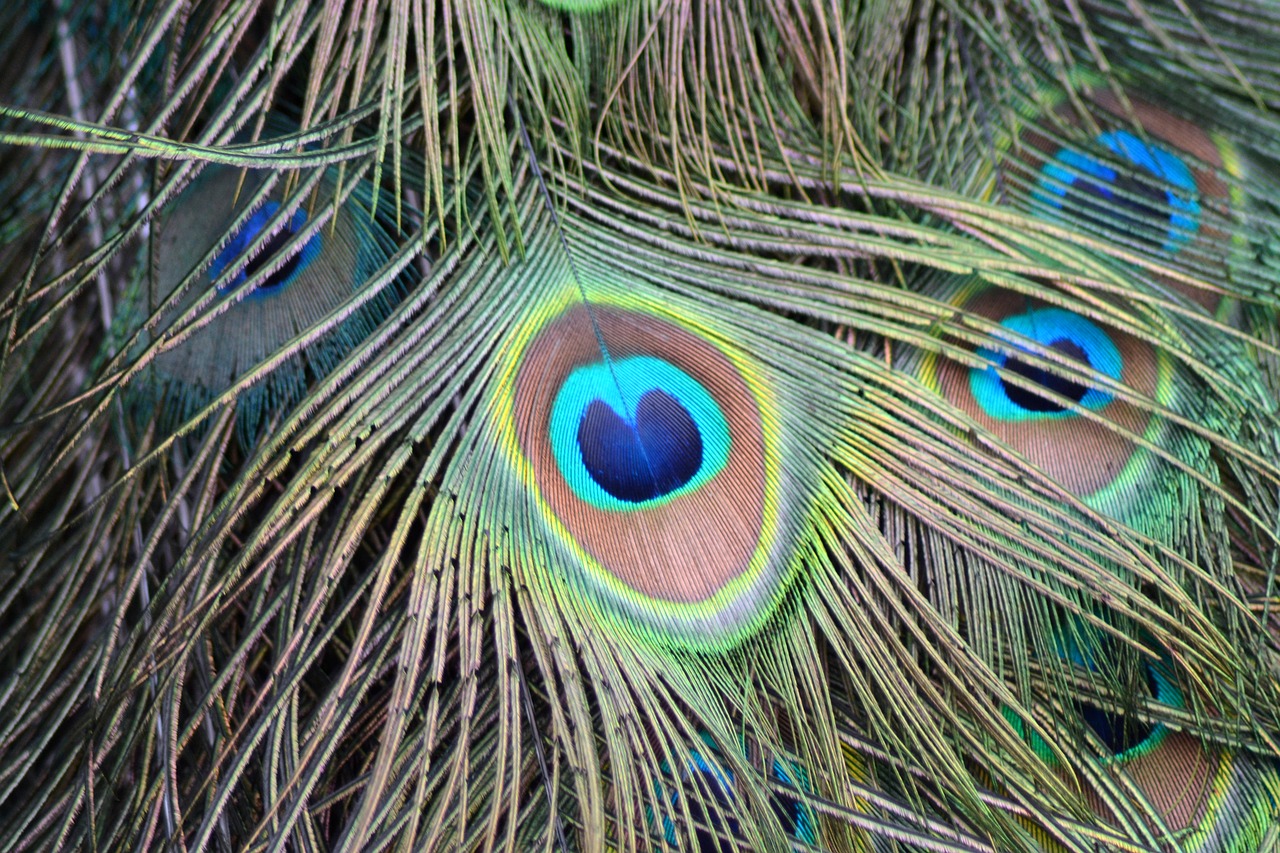 peacock feather peacock feather free photo