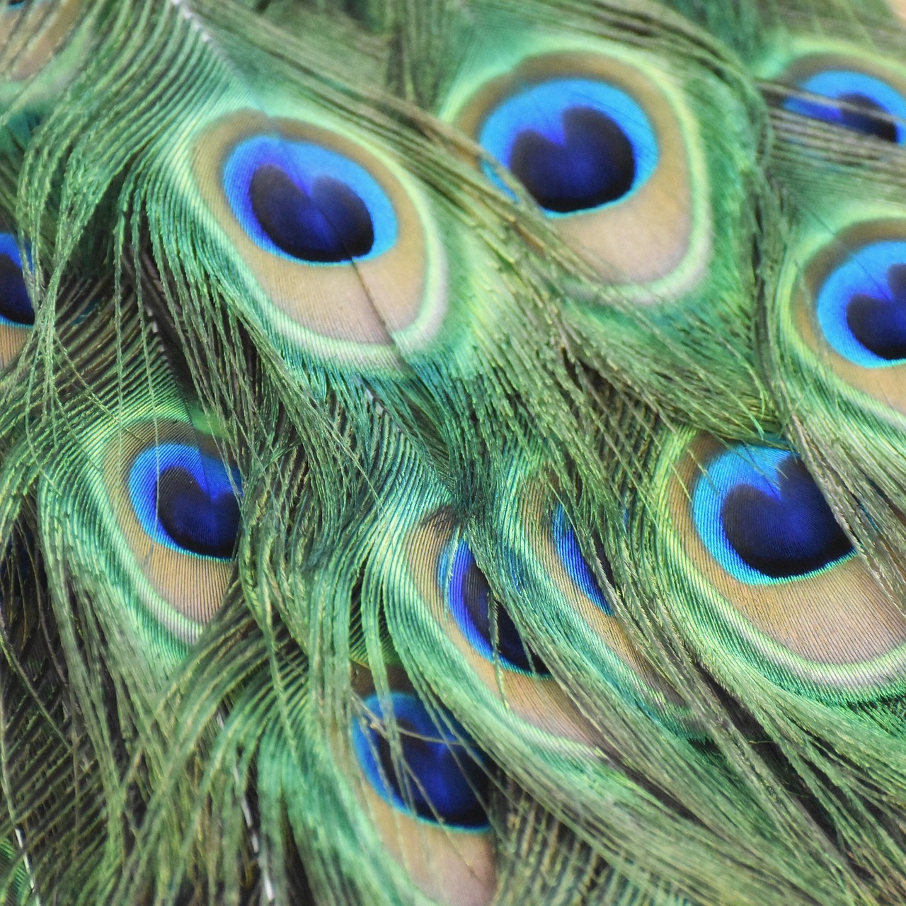 peacock feathers bird free photo