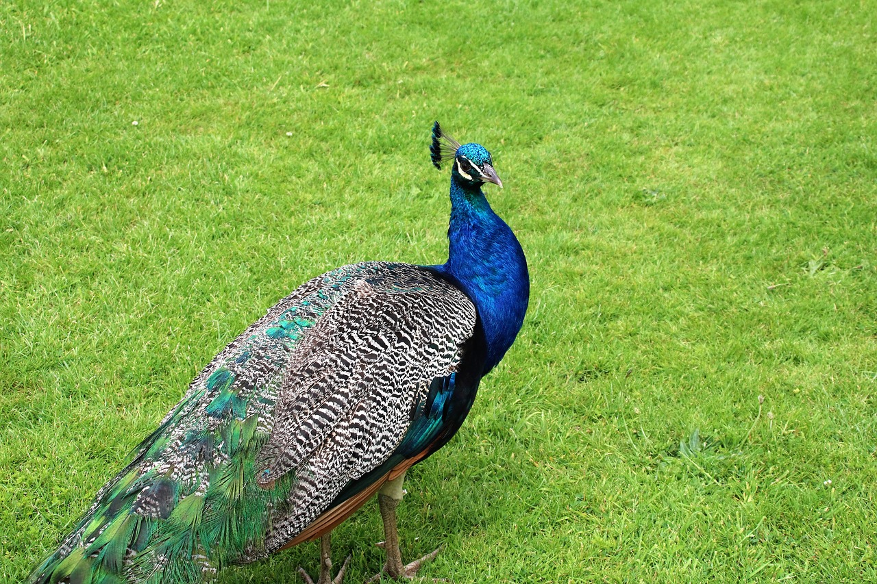 peacock blue green free photo